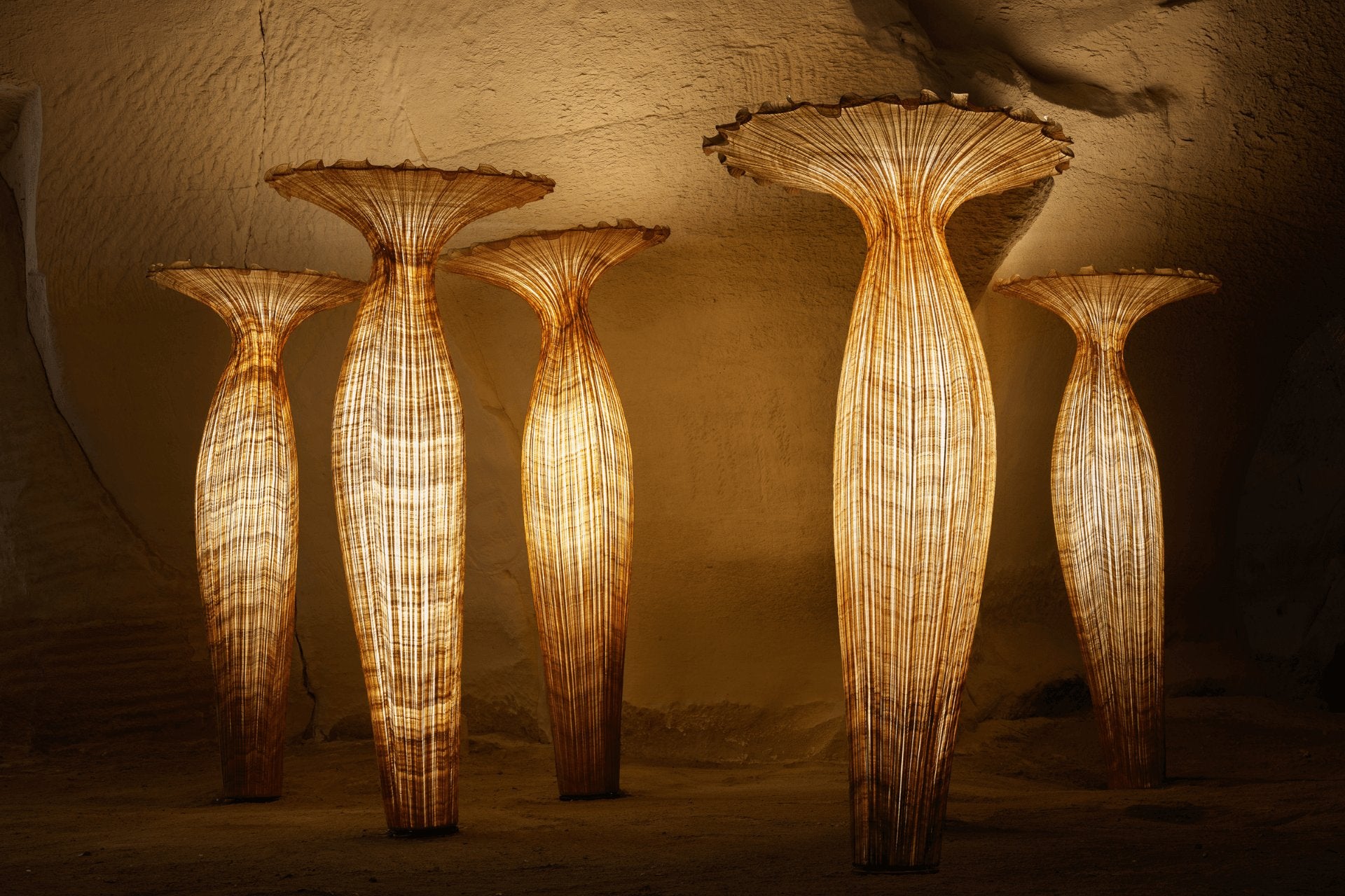 Morning Glory Family