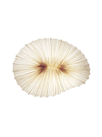 Coral Wall & Ceiling Light