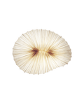 Coral Wall & Ceiling Light