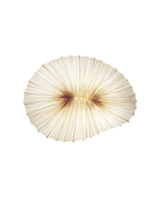 Coral Wall & Ceiling Light