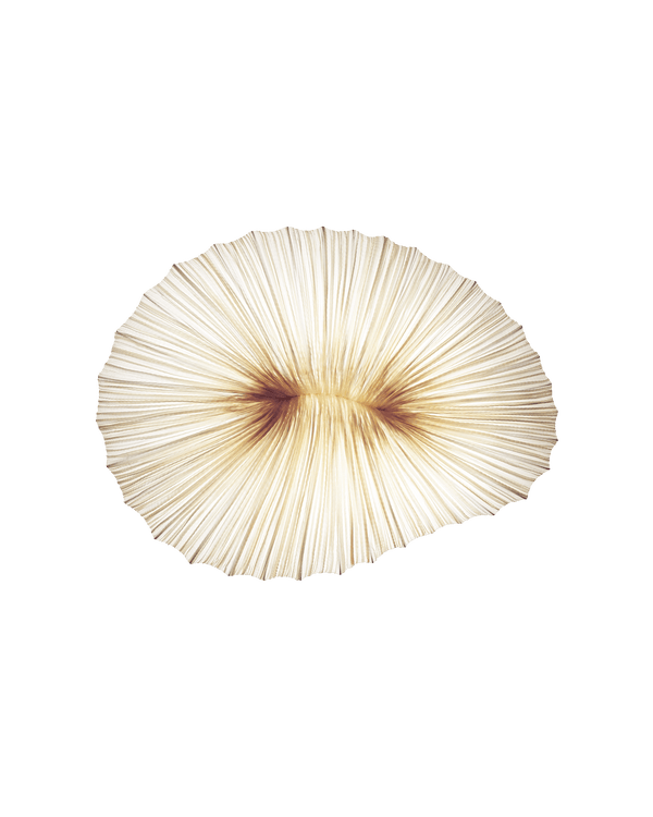 Coral Wall & Ceiling Light