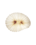 Coral decorative ceiling light in Cream hand-pleated silk, organic round shade on white, Aqua Creations
