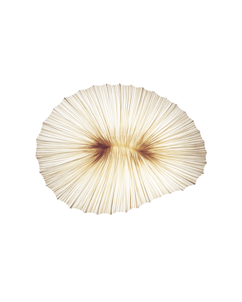 Coral Wall & Ceiling Light