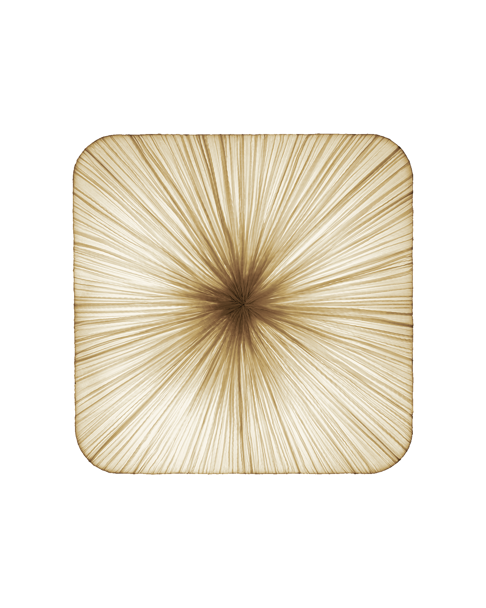 Young Wall & Ceiling Light