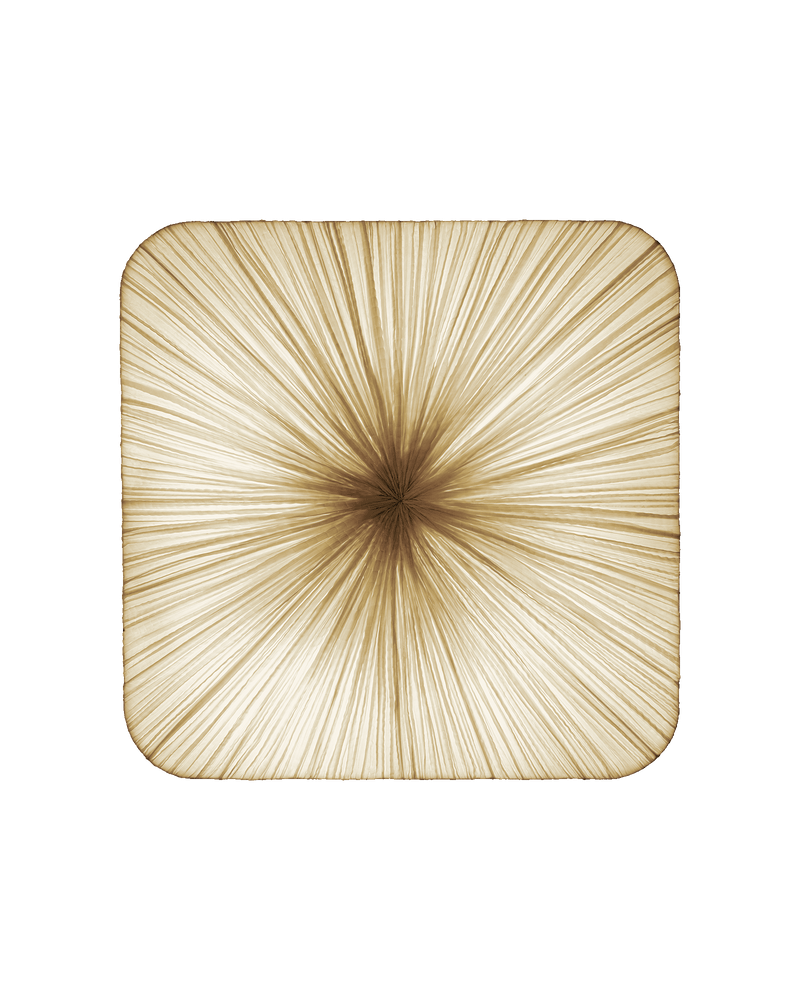 Young Wall & Ceiling Light