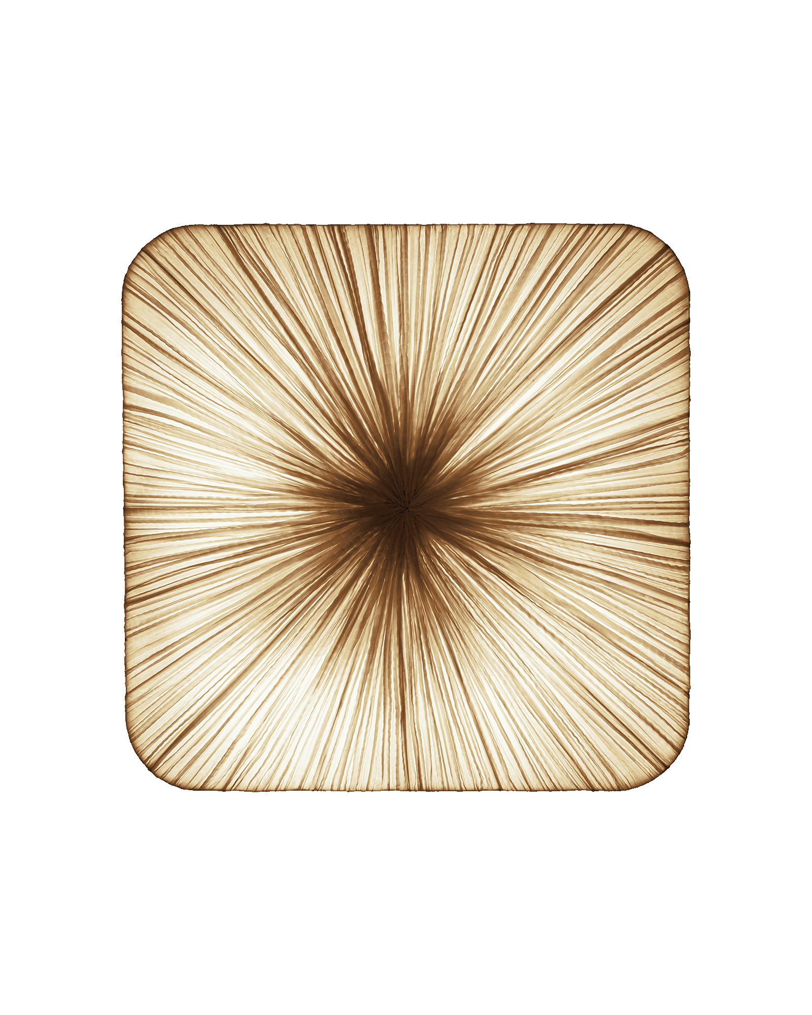 Young Wall & Ceiling Light