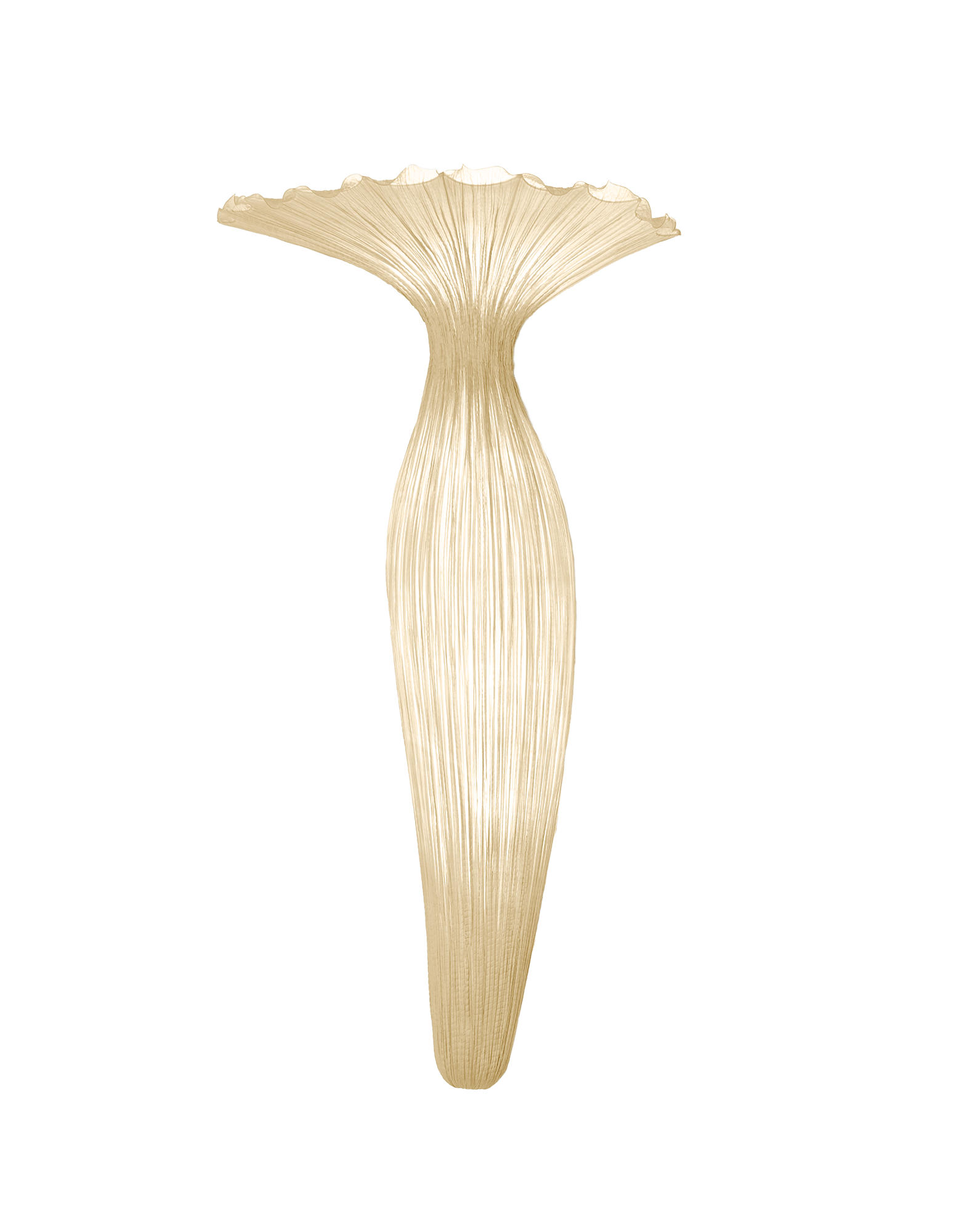 Evening Glory Wall Light