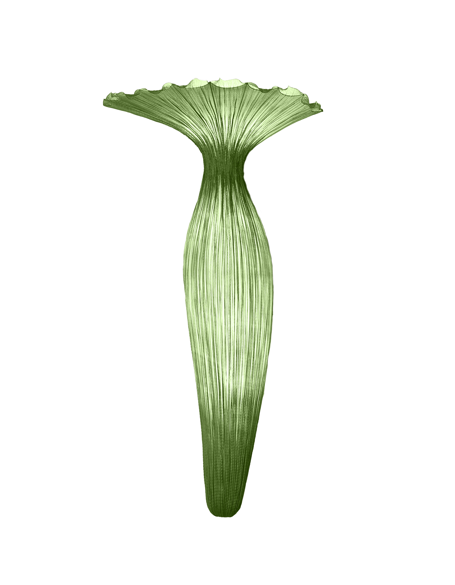 Evening Glory Wall Light