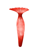 Evening Glory Wall Light
