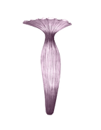 Evening Glory Wall Light