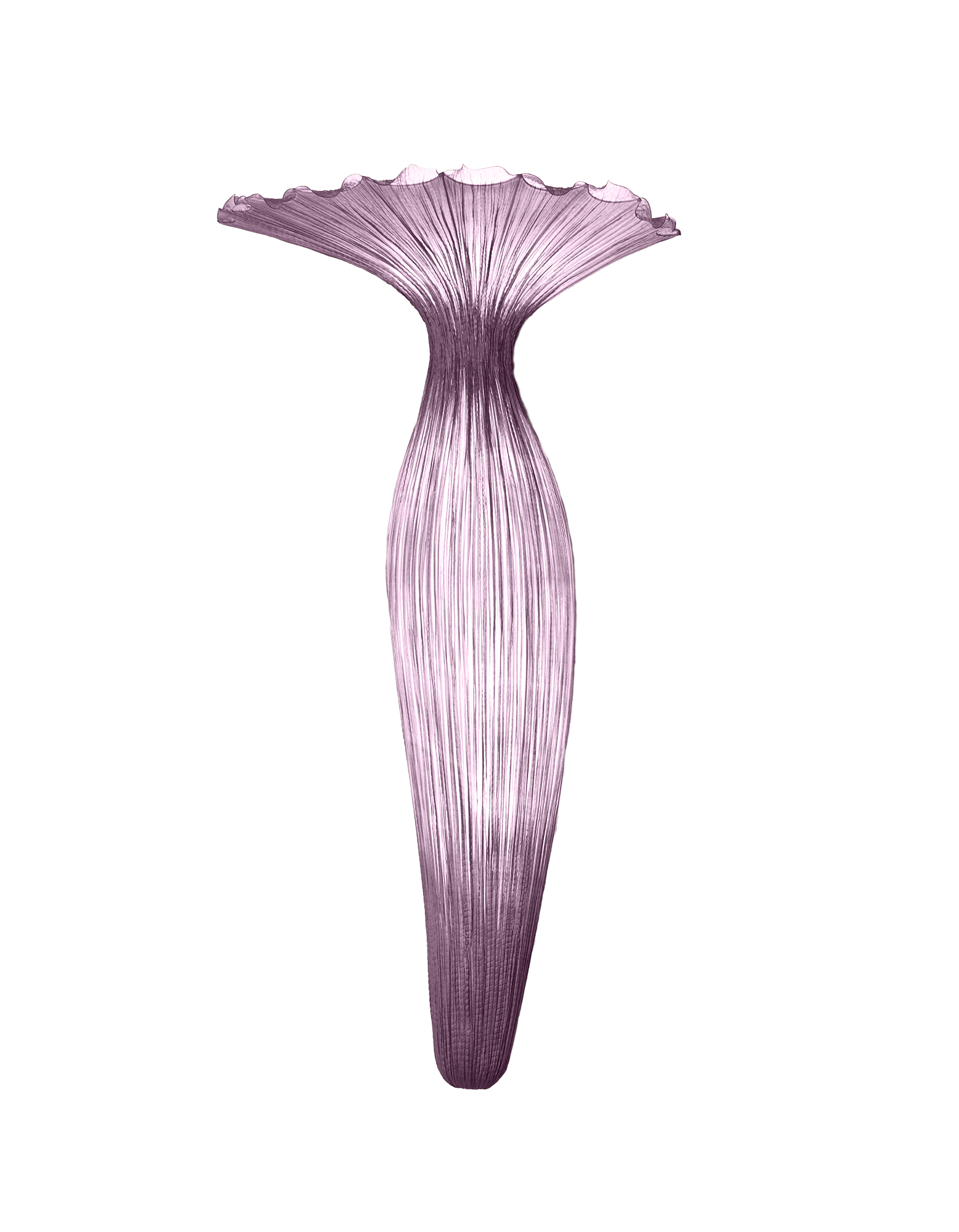 Evening Glory Wall Light