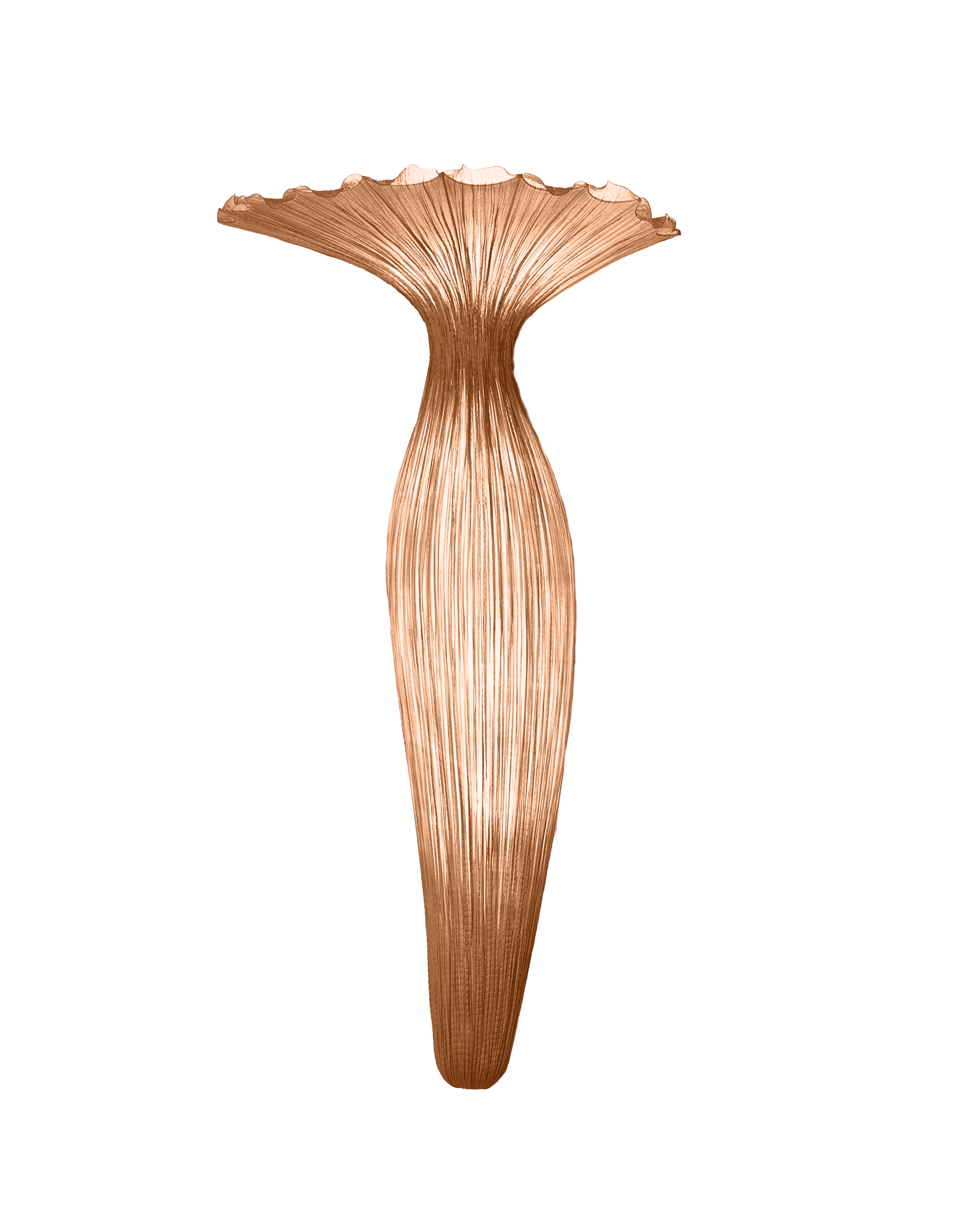 Evening Glory Wall Light