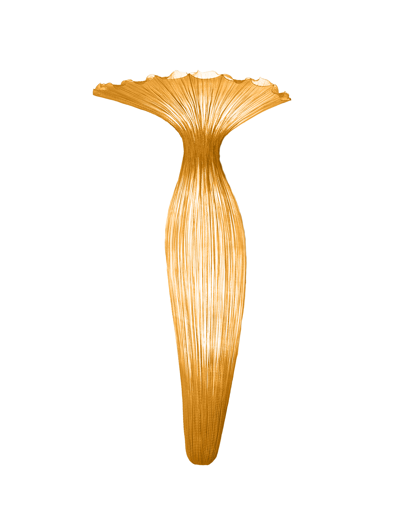 Evening Glory Wall Light