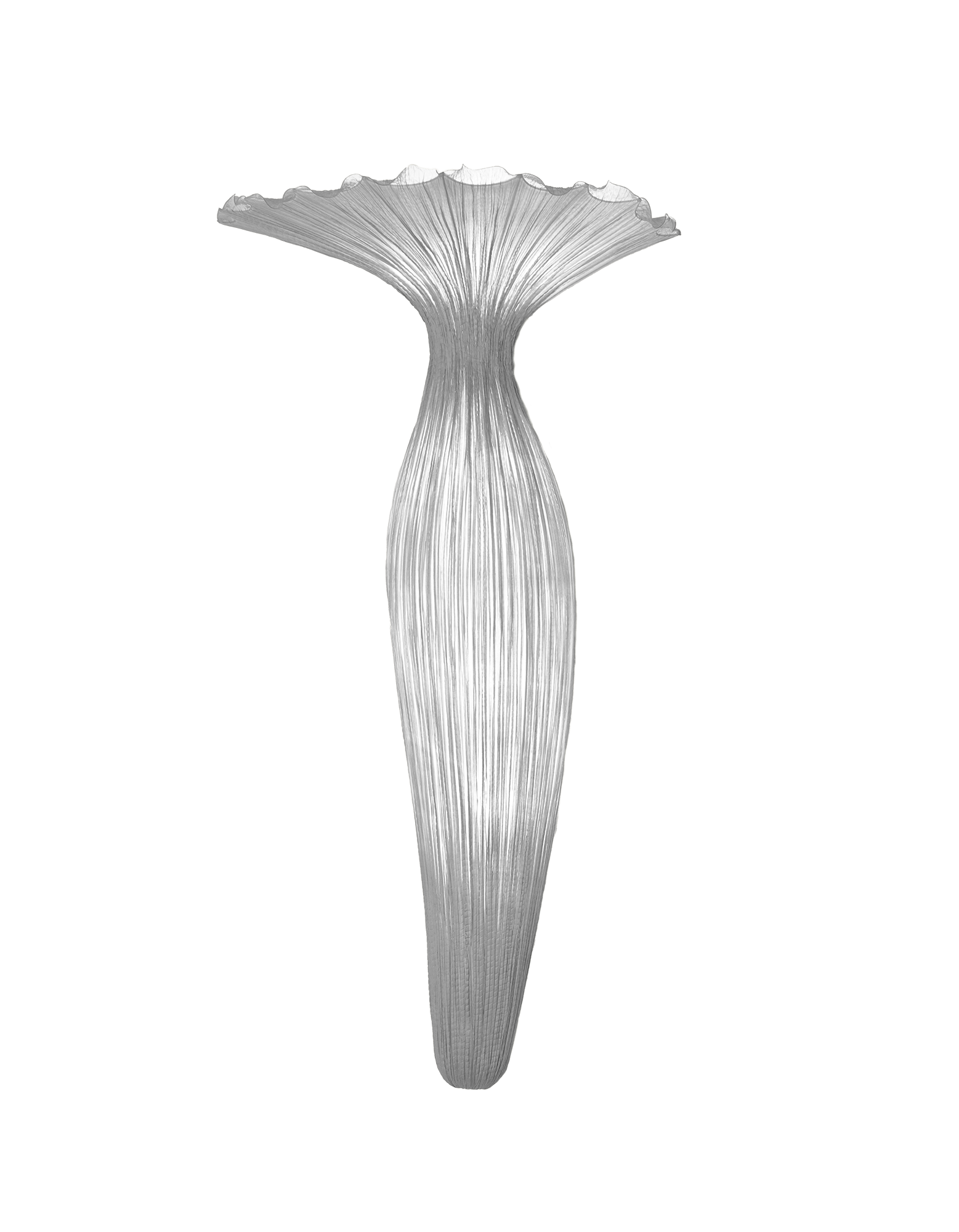 Evening Glory Wall Light