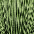 Grass