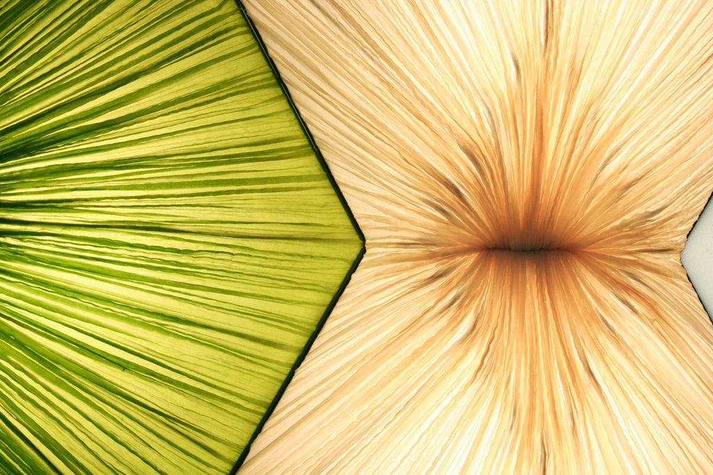 Mae West Wall & Ceiling Light