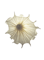 Medusa Wall Light