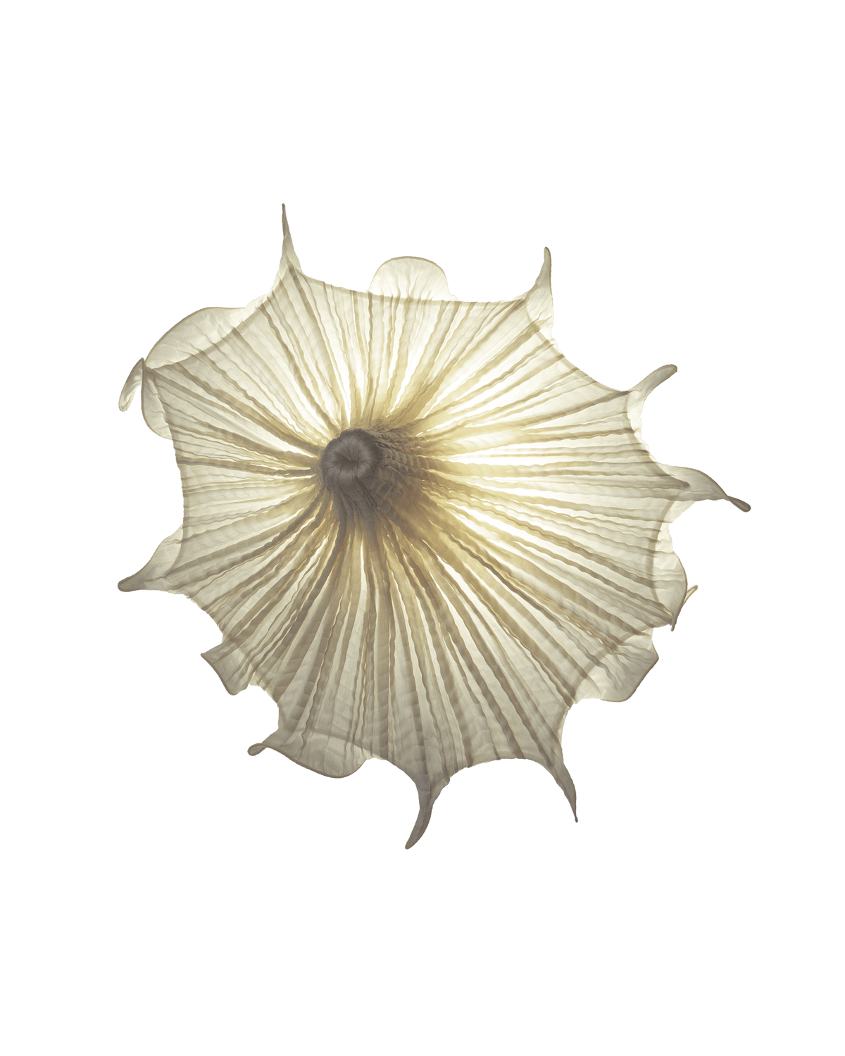 Medusa Wall Light | Aqua Creations