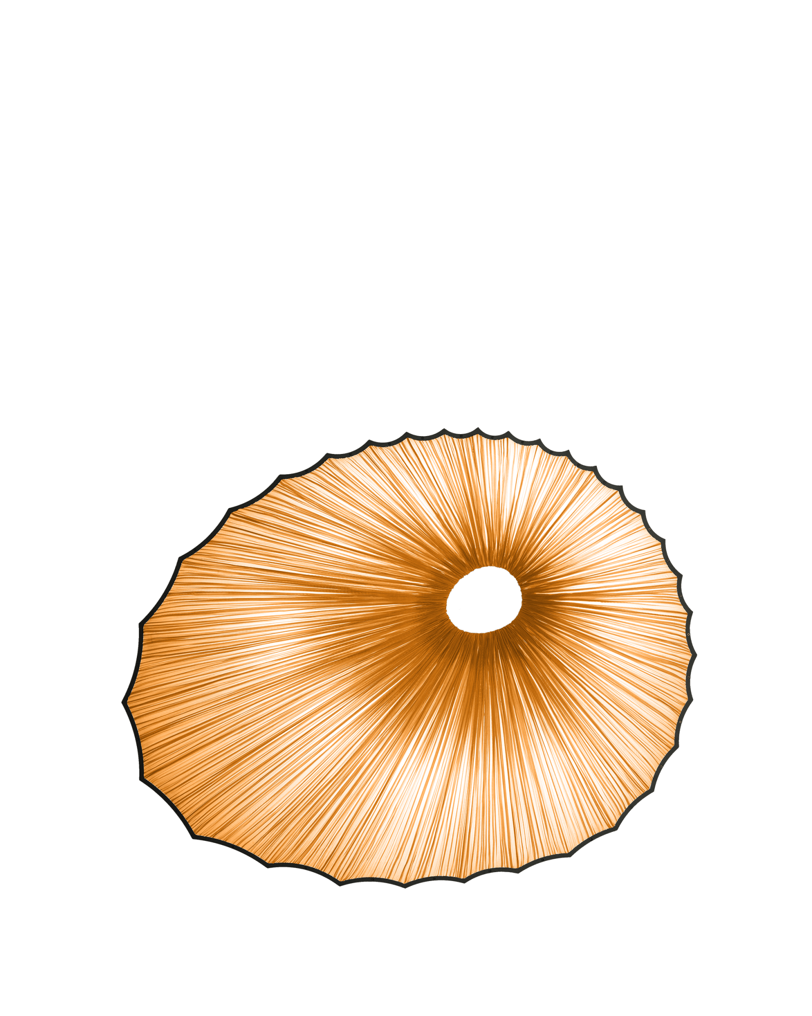 Sikus Wall & Ceiling Light