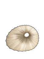 Sikus Wall & Ceiling Light
