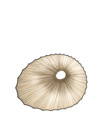 Sikus Wall & Ceiling Light