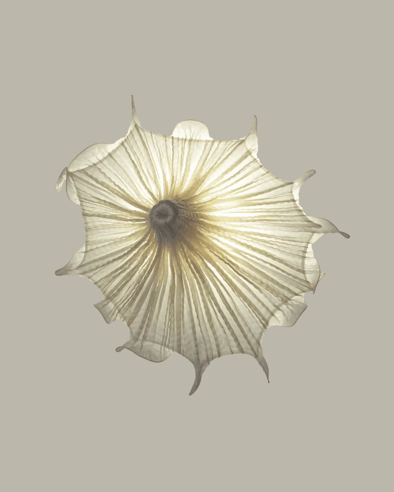 Medusa Wall Light by Aqua Creations Luminary Design Studio